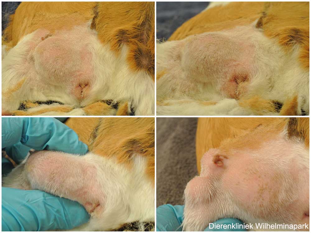 Er is een tumor naast de melkklier bij deze cavia